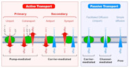 Mechanisms Of Transport Study Guide Inspirit