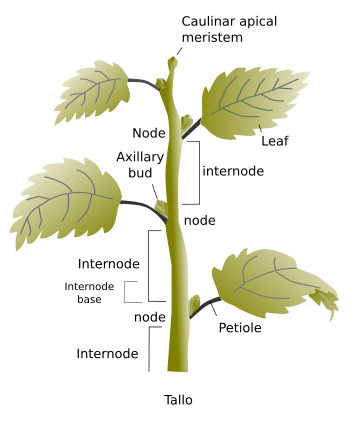 Stem Structure