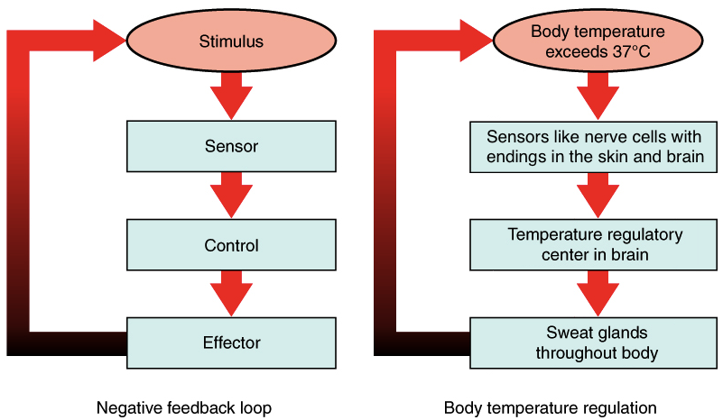 Homeostasis