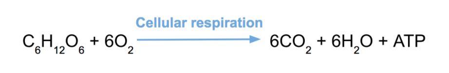 Cellular respiration