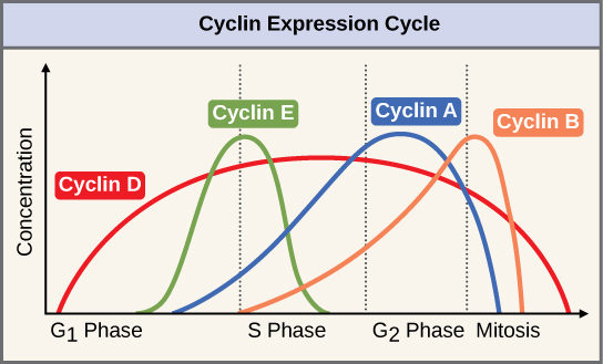 Positive cell cycle regulation