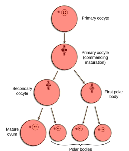 stages of oocyte development