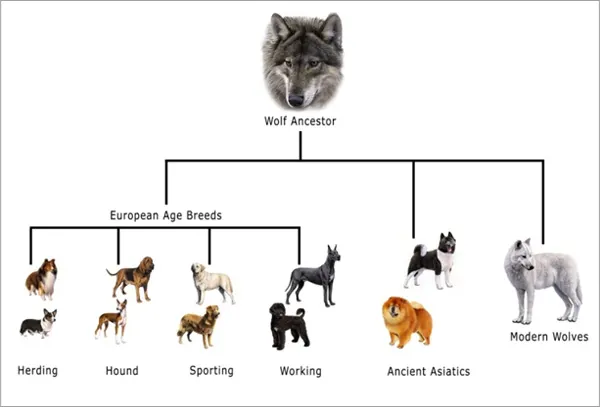 selective breeding dog