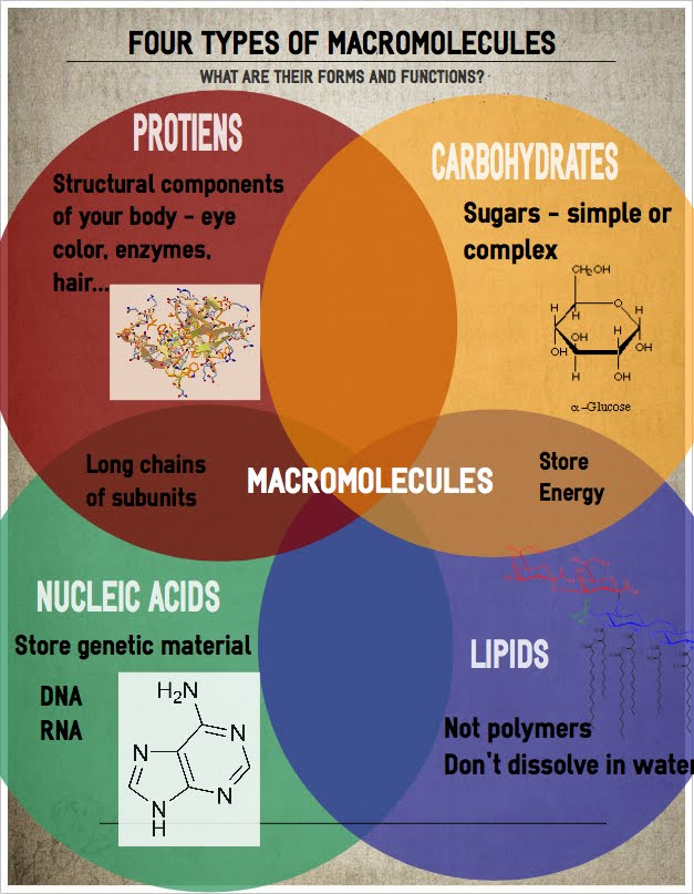 four macromolecules