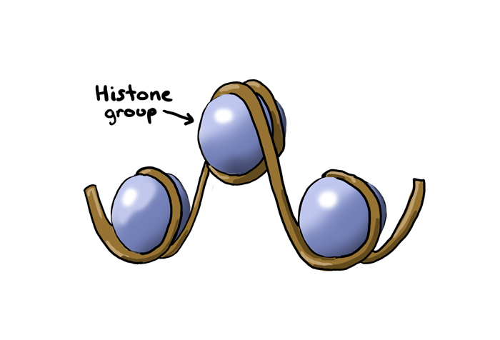 histone