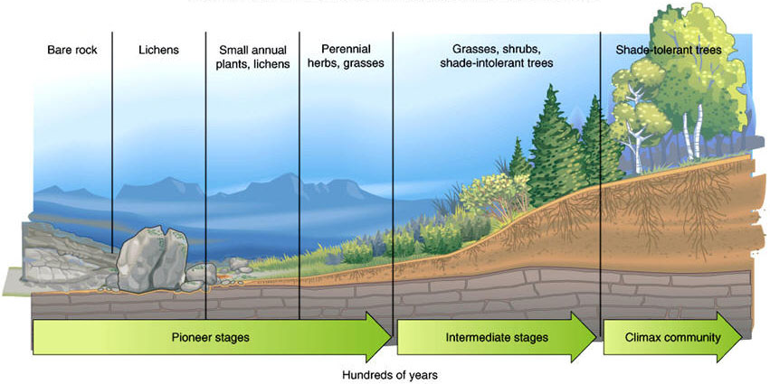 Stages of Primary Succession