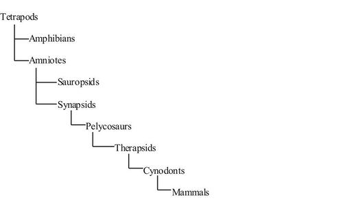 mammal orders phylogeny