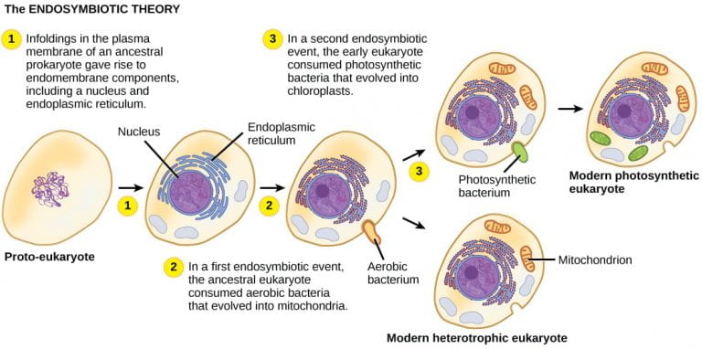 Endosymbiotic theory 