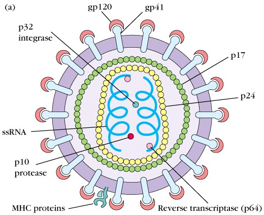  HIV Structure