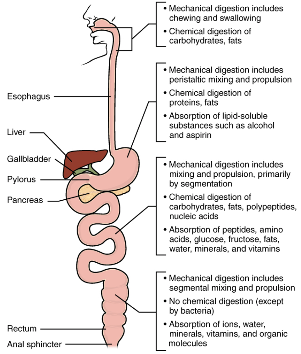 Digestion process