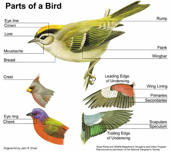 birds body parts
