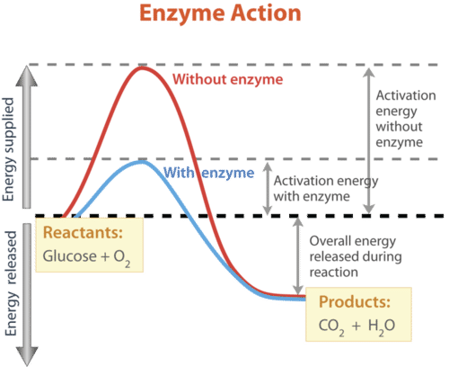 Enzyme reaction rate