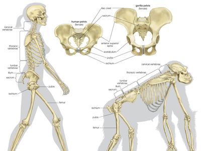 Comparative anatomy of humans and gorillas