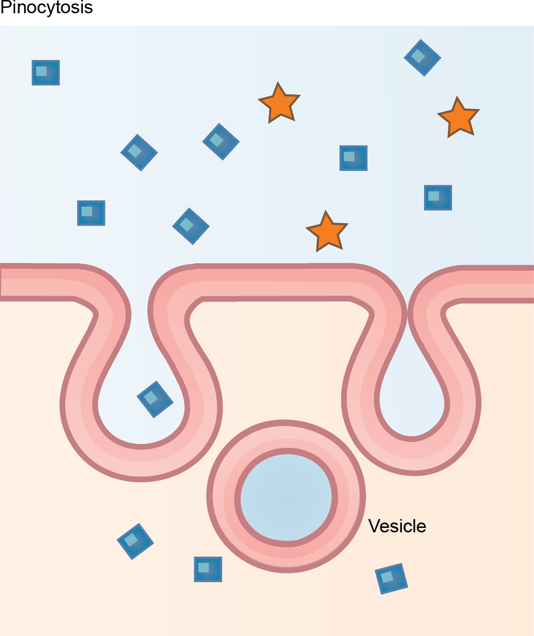 Pinocytosis