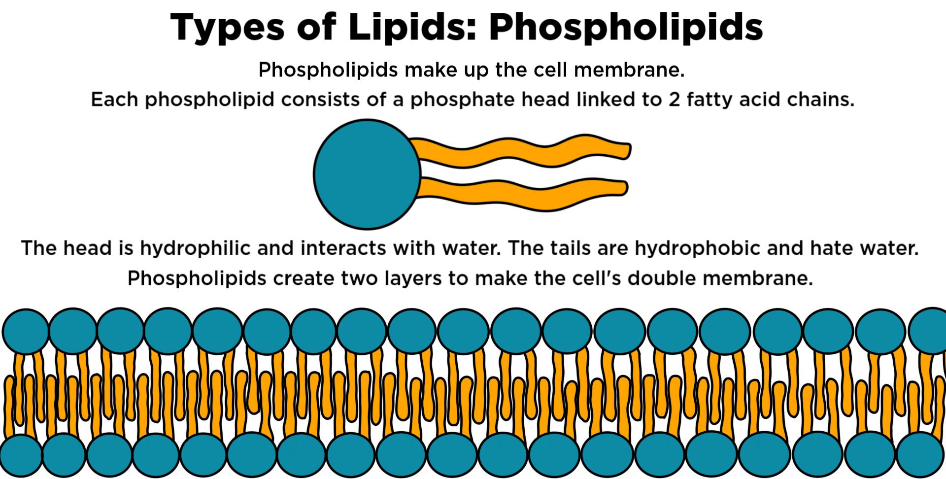 Types of Lipids: Phospholipids
