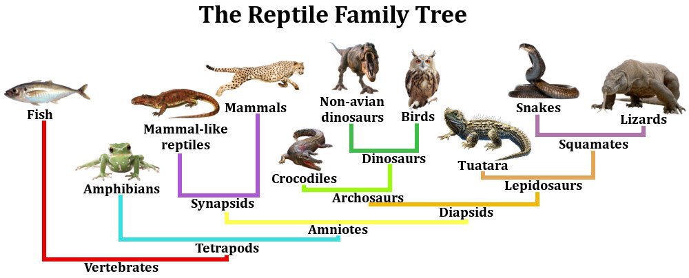 reptile family tree