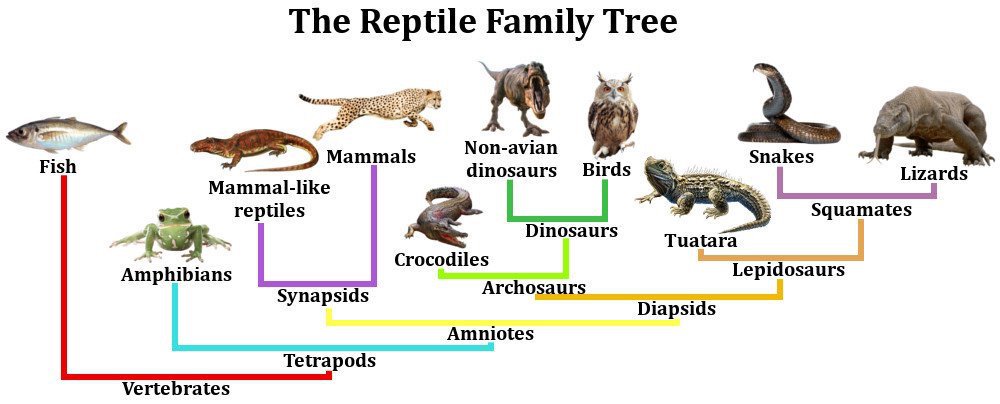 Reptiles: Evolution and Ecology Study Guide - Inspirit Learning Inc