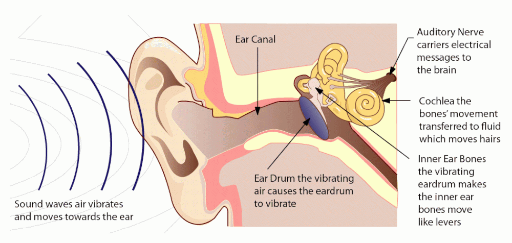 ear