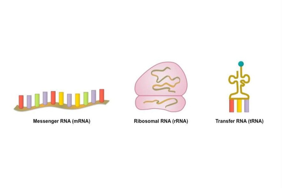 trna mrna rrna