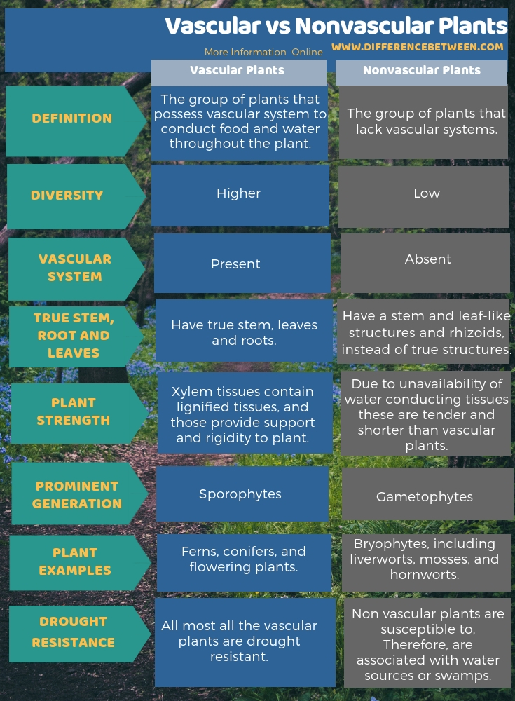 plant classification chart