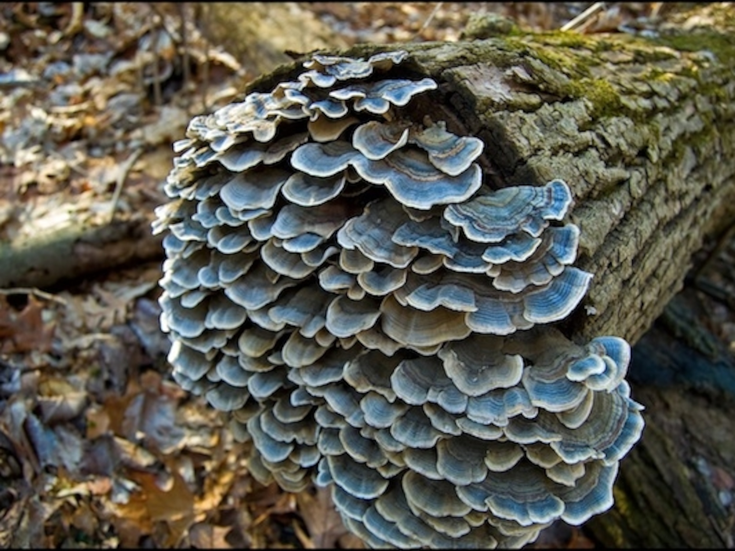 Fungus600 4x3