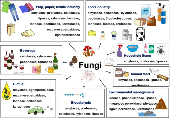 uses of fungii