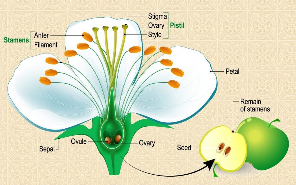Anatomy of a Flowering Plant