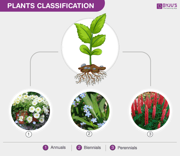 Plants-Classification on life cycle
