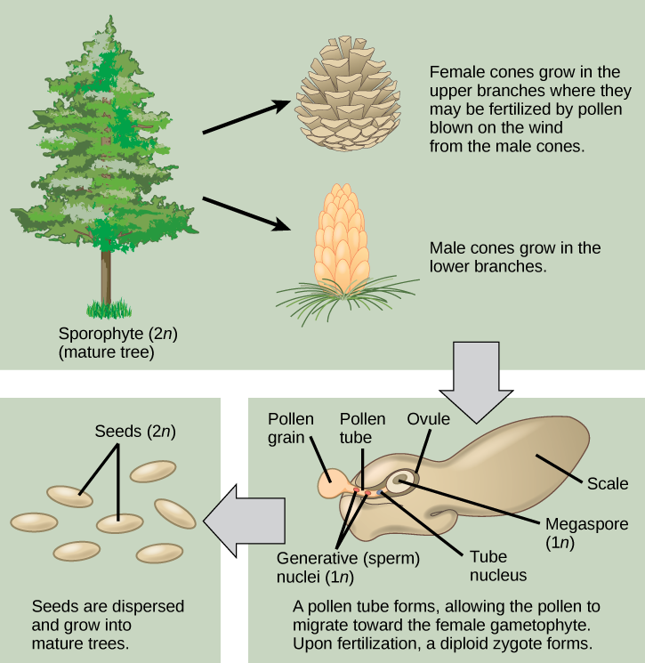 Conifer life cycle