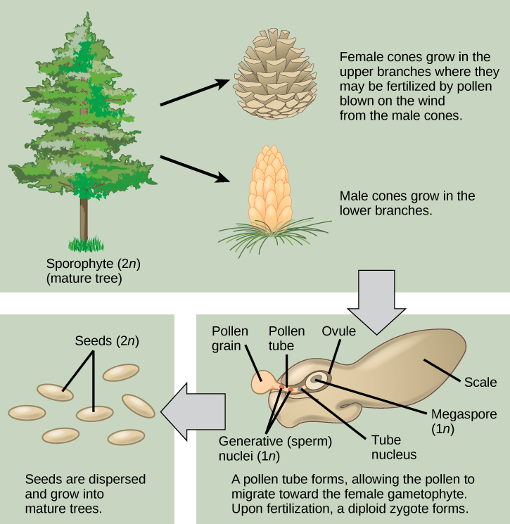 Life Cycle Of Gymnosperms Study Guide Inspirit Learning Inc   Figure 26 02 01 