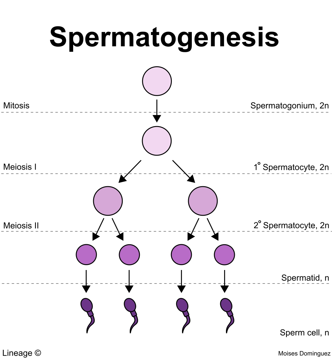 Spermatogenesis