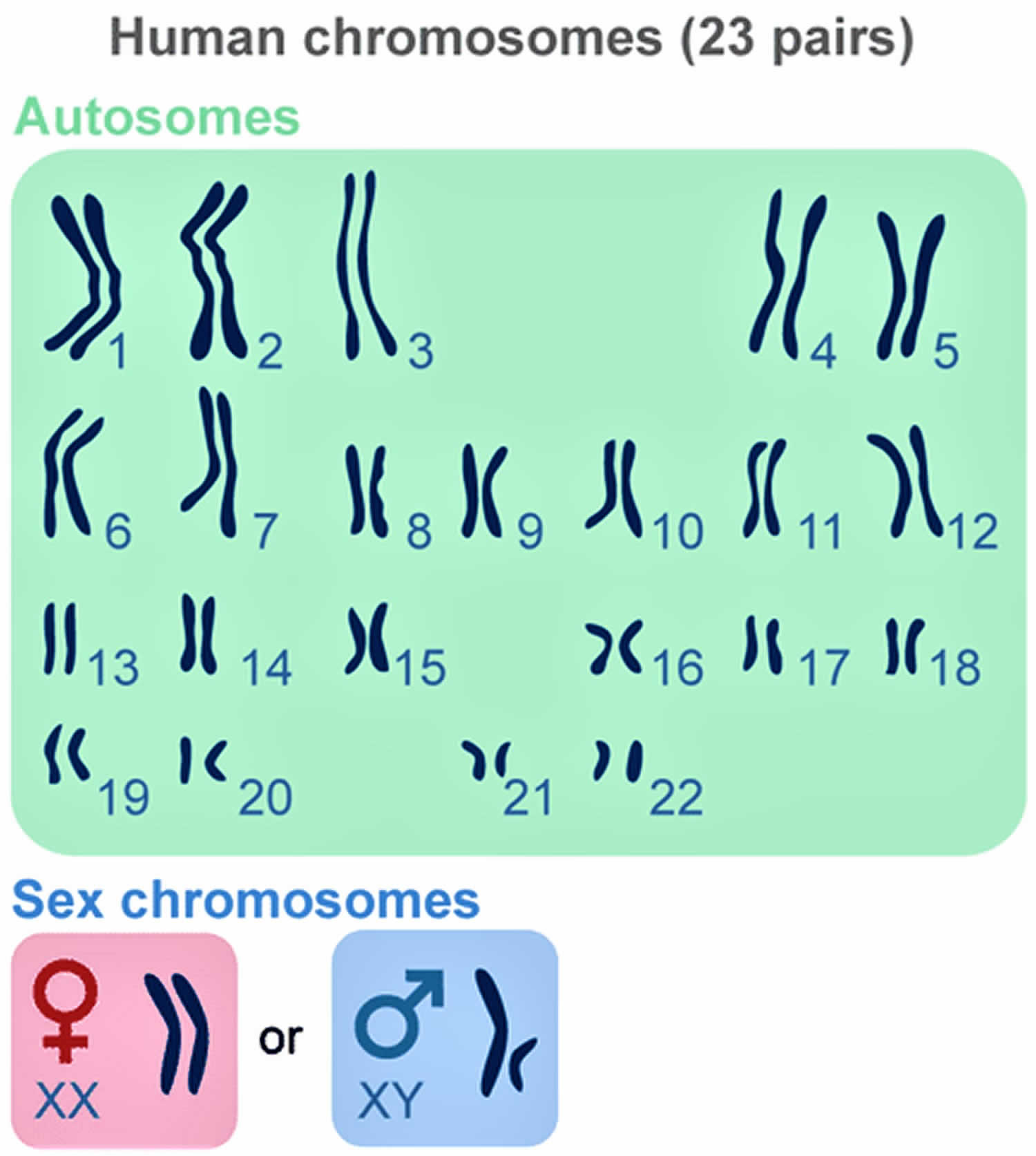 Human chromosomes 