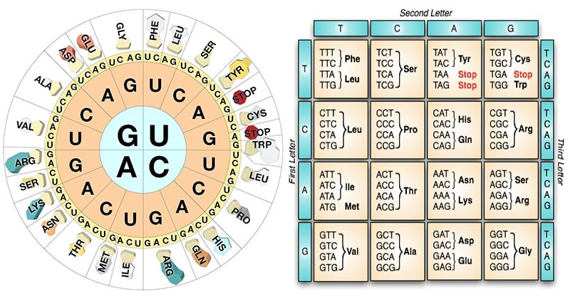 Genetic-Code