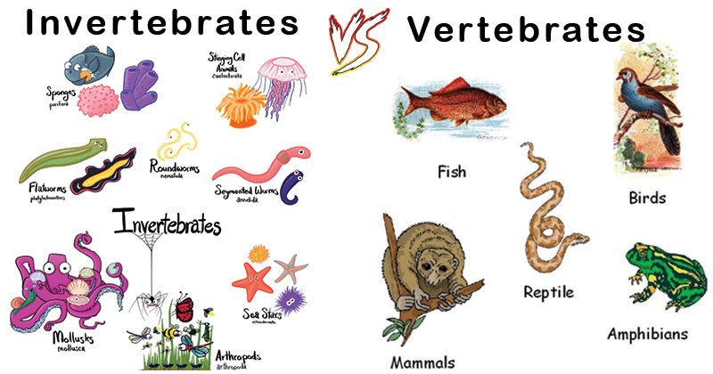 Invertebrates-and-Vertebrates