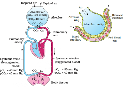 Exchange of gases