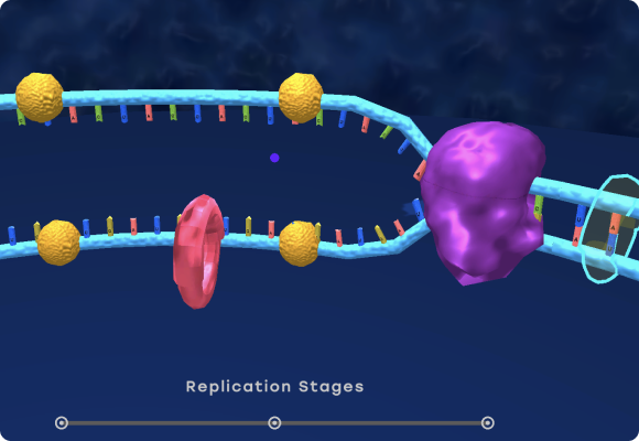 DNA Replication Simulation Image
