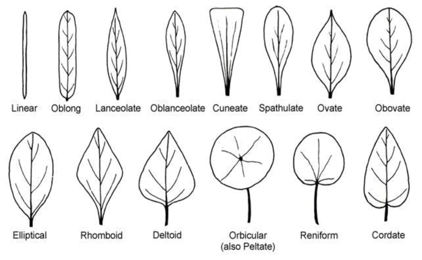 Leaf Types