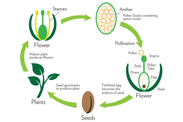 Plant Reproduction And Life Cycle Study