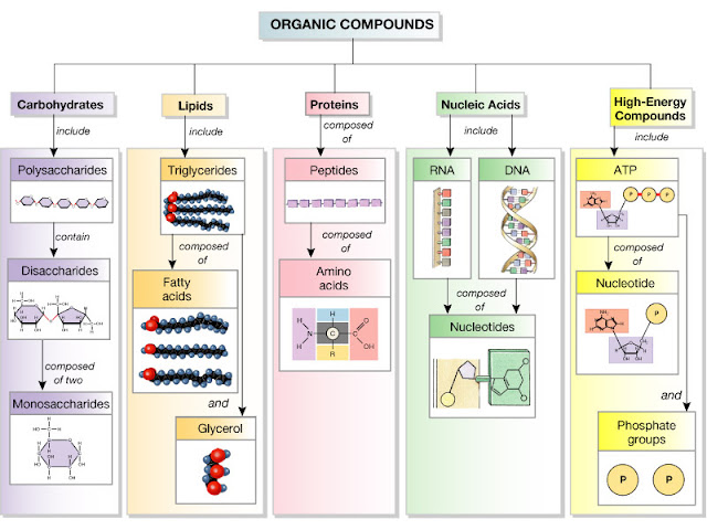 macromolecules examples