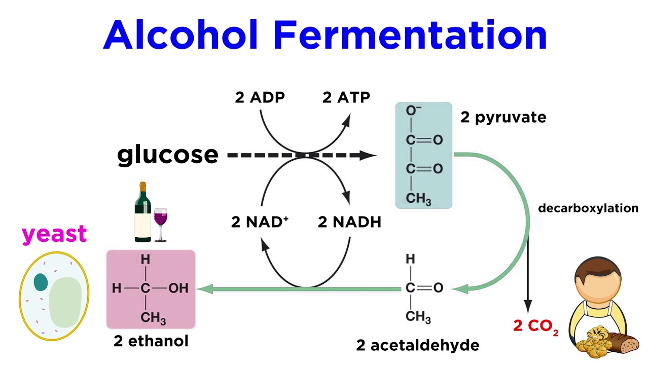 alcohol fermentation plant