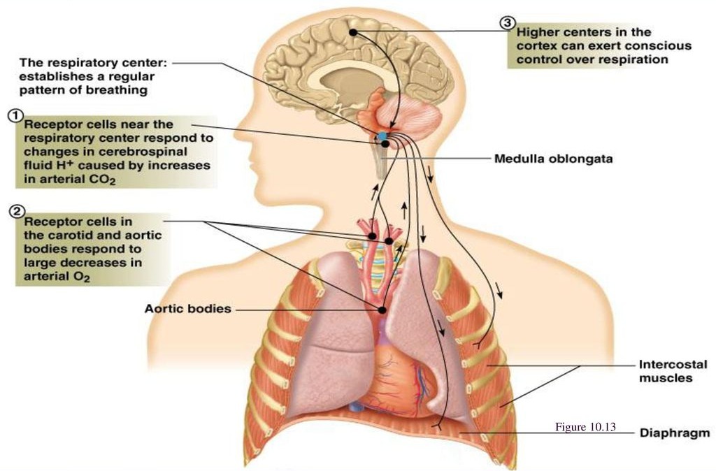 breathing regulation medulla oblongata
