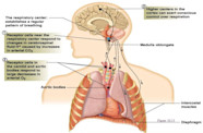 Breathing And Its Regulation Study Guide Inspirit Learning Inc