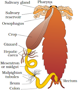 Anatomy of a cockroach