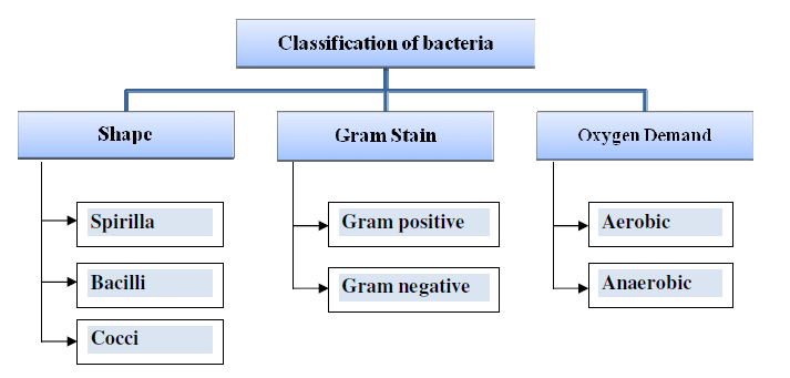 Classification of bacteria 