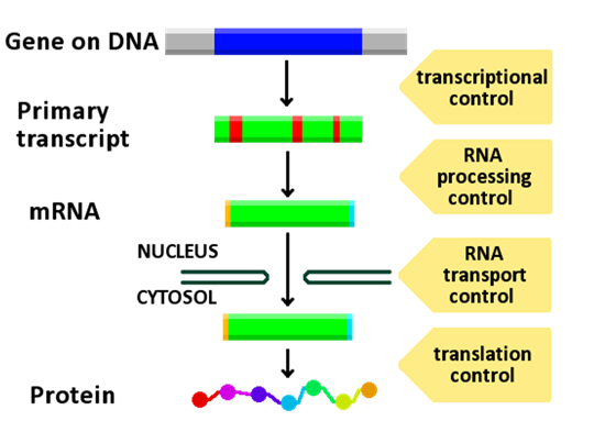 Gene Regulation