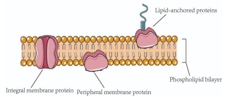 Membrane Proteins