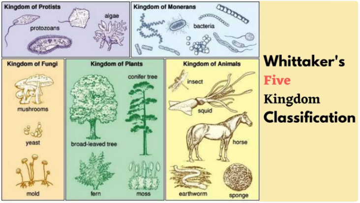 Five kingdom classification