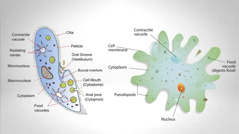 protozoan cell diagram