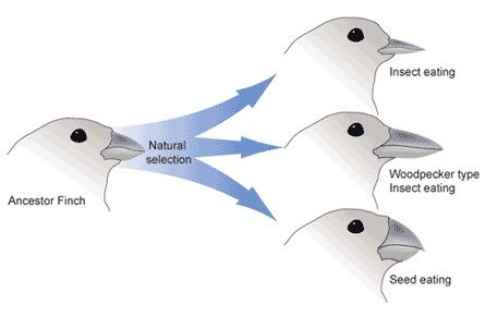 Speciation example