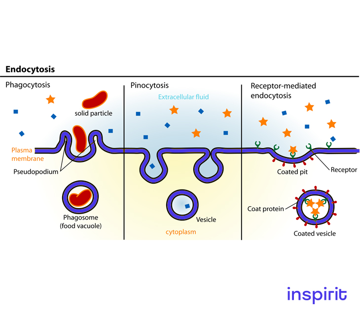 Three Forms of Endocytosis